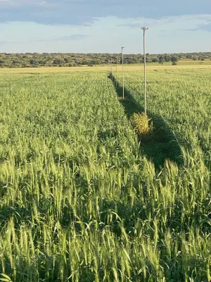 Finca agrícola de riego cerca de Albacete
