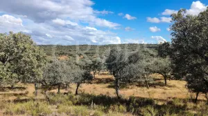 Dehesa ganadera en venta en Huelva
