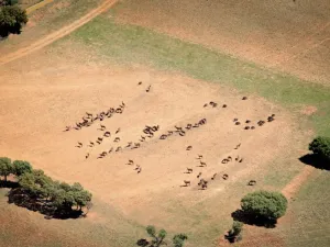 EXCLUSIVA FINCA CINEGÉTICA DE CAZA MYOR