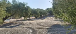 Olivos centenarios picual