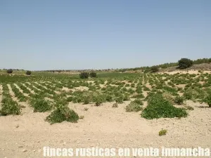 finca en venta 70 has. labor olivar riego