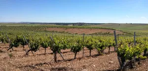 Finca rústica de viñedo en Nava del rey