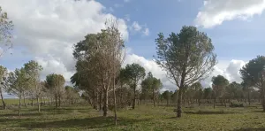 Venta finca rústica  en Salamanca