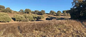 Finca rústica de 6 ha en Mentrida