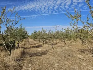 Finca rústica de cultivo en Gandesa
