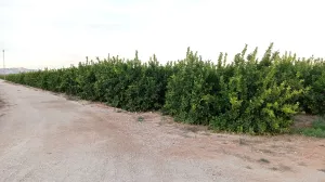 FINCA DE REGADÍO DE LIMONEROS EN MULA