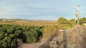 FINCA DE REGADÍO DE POMELOS EN FTE. LIBRILLA