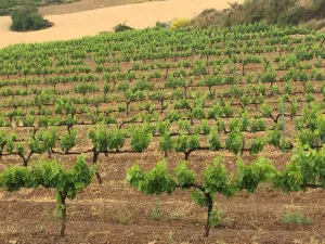 Finca agricola, cinegetica y recreo