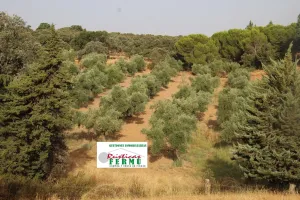 Finca mixta en el  VALLE DE LOS PEDROCHES.