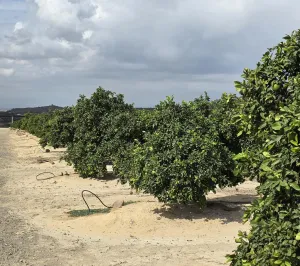 Finca agrícola en venta en Zeneta