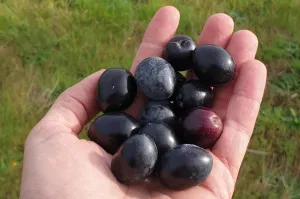 Olivar Con Buen Acceso En Plena Producción