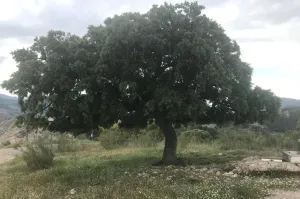 Finca Ganadera Con Alojamiento Turistico