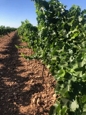 [gestifincarustica] - viñedo en espaldera