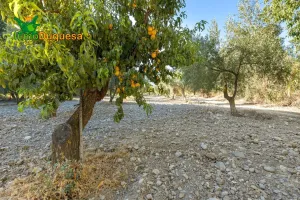 Terreno rústico con OLIVOS y caseta.