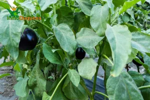 Finca rústica en  término de VELEZ DE BENAUDALLA.