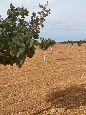 [gestifincarustica] - Tierra plantada de pist