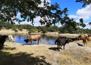 GRAN FINCA RÚSTICA CON POTENCIAL HÍDRICO