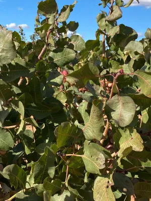 [gestifincarustica] - PISTACHOS