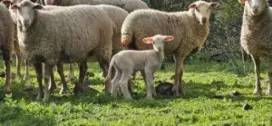 Hermosa Finca de Caza mayor y Recreo