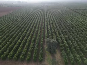 Olivar Superintensivo regadio 8,4 has