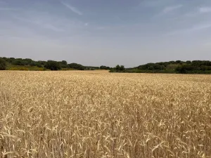 VENTA TIERRA DE LABOR SECANO EN VILLARROBLEDO