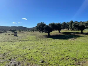 FINCA GANADERA Y CINEGÉTICA EN VENTA
