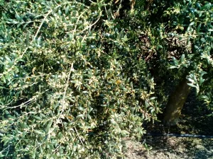 Venta de Finca de olivos superintensivos