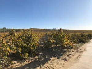 Finca en Bollullos Par del Condado