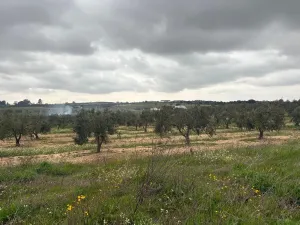 Finca en Las Palma del Condado - Huelva