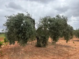 Finca en Almonte Huelva