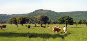FINCA GANADERA DE UNAS 300 ha ALCANTARA