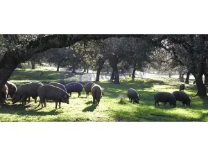 Finca Ganadera 350 ha en Coria