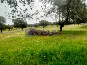 Finca Ganadera 1300 ha