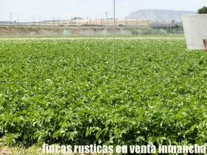 finca en venta 28 has. labor riego en Villena