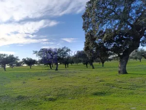 Finca Ganadera de 100 ha en Torrejoncillo