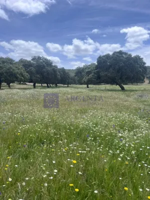 Finca en venta 80 ha zona Trujillo