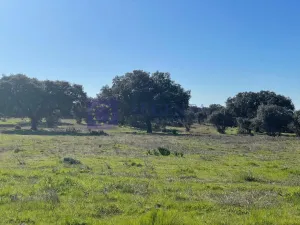 Se vende finca de 340 ha en Montánchez
