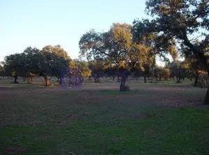 Se vende finca Ganadera 440 ha Badajoz