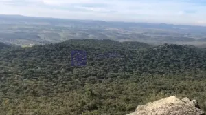 Se vende finca de 300 ha en Membrio
