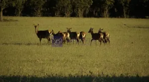 Se vende finca Ganadera y Cinegética 1400 ha