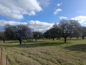 Se vende finca Ganadera 700 ha Navalmoral