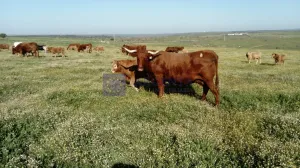 Finca Ganadera 120 ha en Cáceres