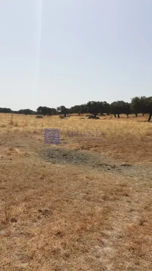 Finca Ganadera 600 ha Alcuéscar