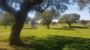 Finca Ganadera 250 ha en Trujillo