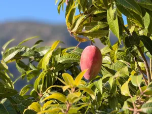 Finca rústica de AGUACATES con CONTRUCCIÓN de 37 m2 en Los Guájares (Faragüit).