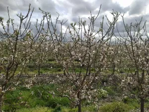 FINCA DE REGADÍO DE ALMENDROS DE 12 HECTÁREAS