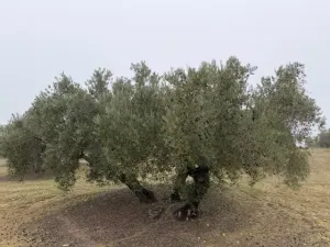 Finca Olivos Espejo (Córdoba)