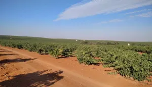 Finca regadío viña