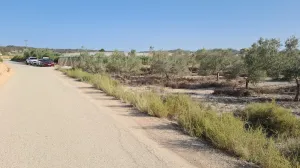 Finca Rústica en Monforte del Cid, Alicante - ¡Una Oportunidad Única! 🌳🌞