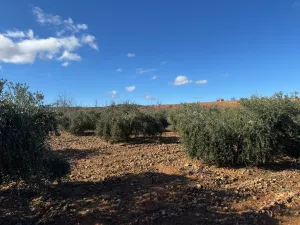 Finca rústica con olivos